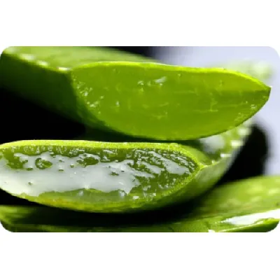 Para que serve a Aloe Vera ( Babosa )